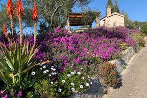 Casa in campagna con vigneto, frutteto e uliveto