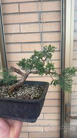 Bonsai