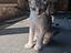 Immagine 2
