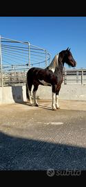 Stalloncino