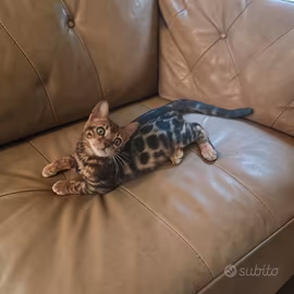 Gattini Bengala