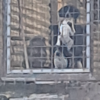 Cane di caccia al coniglio