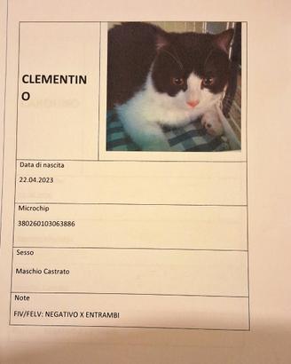 Regalasi gatti