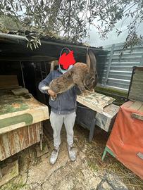 Coniglio gigante delle Fiandre