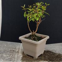 bonsai di melograno 15