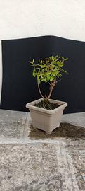 bonsai di melograno 15