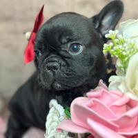 Cucciole di Bulldog francesi esotici