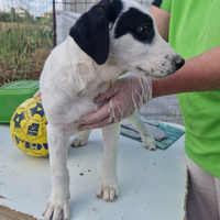 Cucciolo MANGO adozione