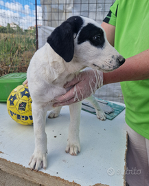 Cucciolo MANGO adozione