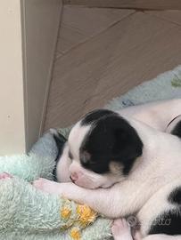Chihuahua