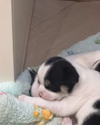 Chihuahua