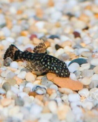 Ancistrus x Guppy