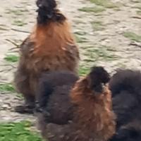Galline moroseta