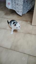Animali