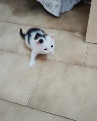 Animali