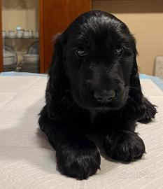 Cocker spaniel 2 mesi maschio