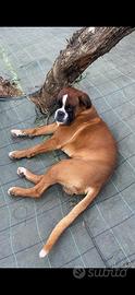 Boxer maschio