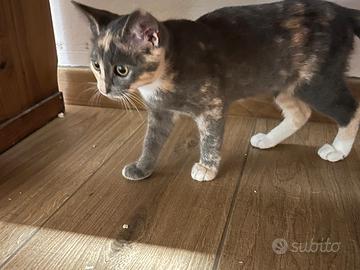 Gattina di tre mesi