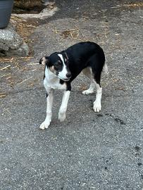Cuccioli femmina