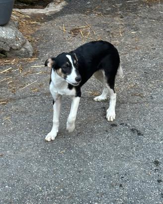 Cuccioli femmina