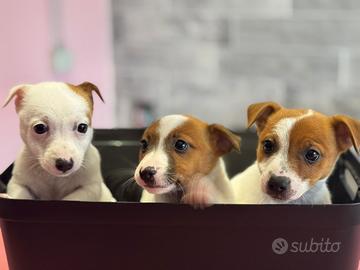 Jack russell