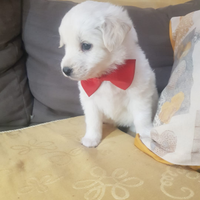 Cucciolo di taglia piccola a pelo folto