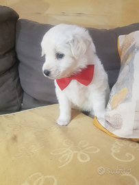 Cucciolo di taglia piccola a pelo folto