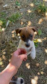 Jack Russell cucciolo