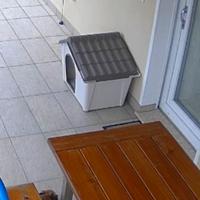 Cuccia cane