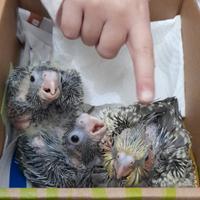 Ultimi 3 pulli di calopsite disponibili a Ginosa T