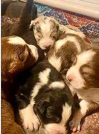 Pastore Australiano Australian Shepherd cuccioli