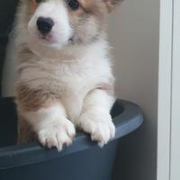 Cuccioli di welsh corgi pembroke