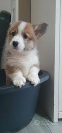 Cuccioli di welsh corgi pembroke
