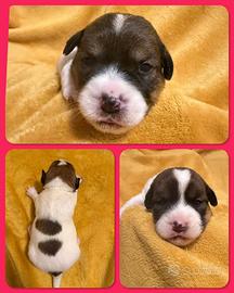 Cuccioli Jack Russell Pelo Liscio con Pedigree