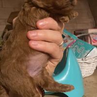 Ultima cucciola ted toy