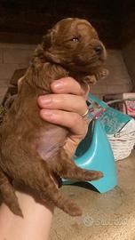 Ultima cucciola ted toy