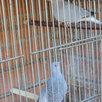 Coppia di tortore diamantine