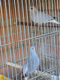 Coppia di tortore diamantine