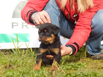 Rottweiler cuccioli