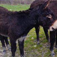 Asino di 3 anni intero bravissimo