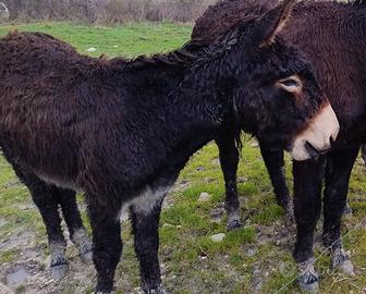 Asino di 3 anni intero bravissimo