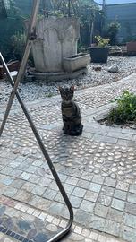Due gattine
