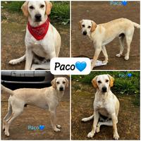 Cucciolone meticcio in adozione