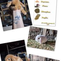 Conigli nani arieti e minilop