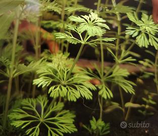 Limnophila sessiliflora pianta acquario 