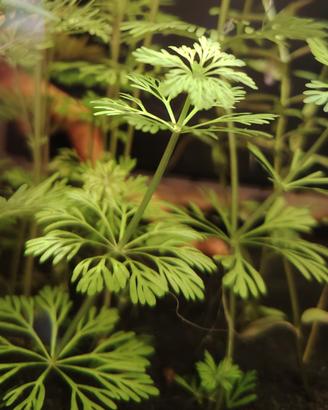 Limnophila sessiliflora pianta acquario 