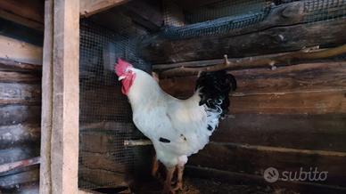 Gallo sussex