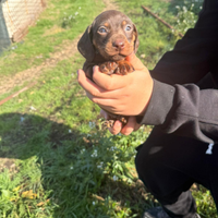 Cucviolli di bassotto cioccolatto