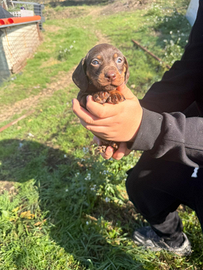 Cucviolli di bassotto cioccolatto