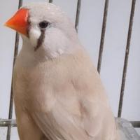 Coppie di Diamantini (solo per amarti animali)